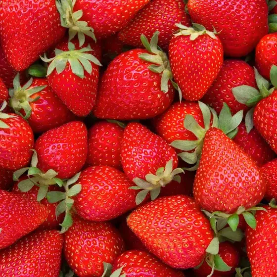 Fresas frescas